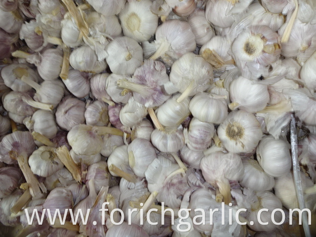 Loose Packing Normal White Garlic 2019